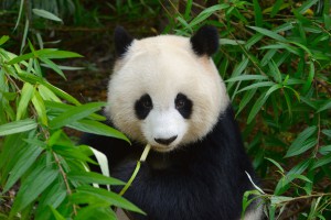 25311985 - hungry giant panda bear eating bamboo at chengdu, china